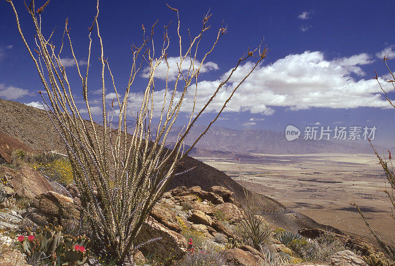 奥科提罗和多刺的梨仙人掌在山坡上的Anza-Borrego州立公园俯瞰沙漠温泉和棕榈泉加利福尼亚