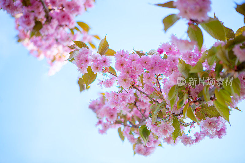 樱花。小樱。