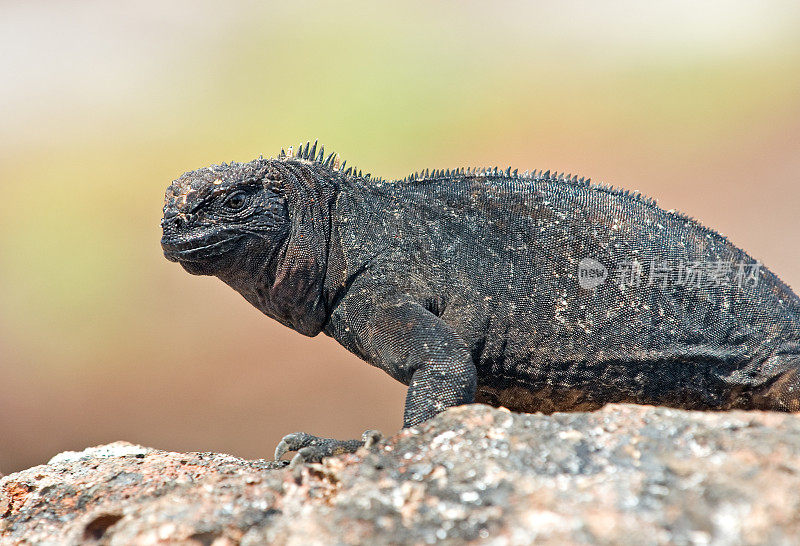 加拉帕戈斯群岛热那亚岛的海鬣蜥