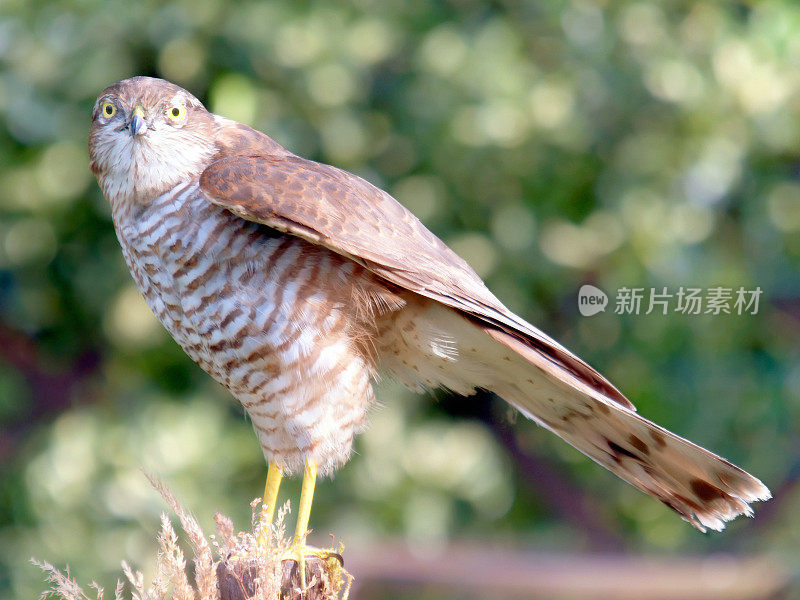 Sparrowhawk(猛禽努力)