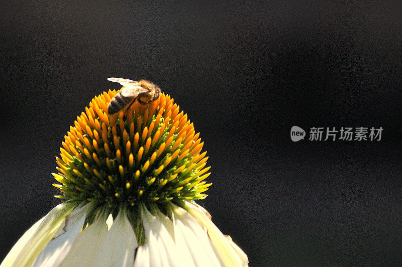 紫锥花和蜜蜂