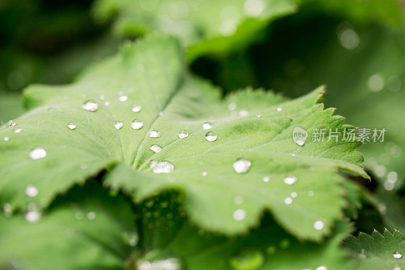 绿叶带着雨滴