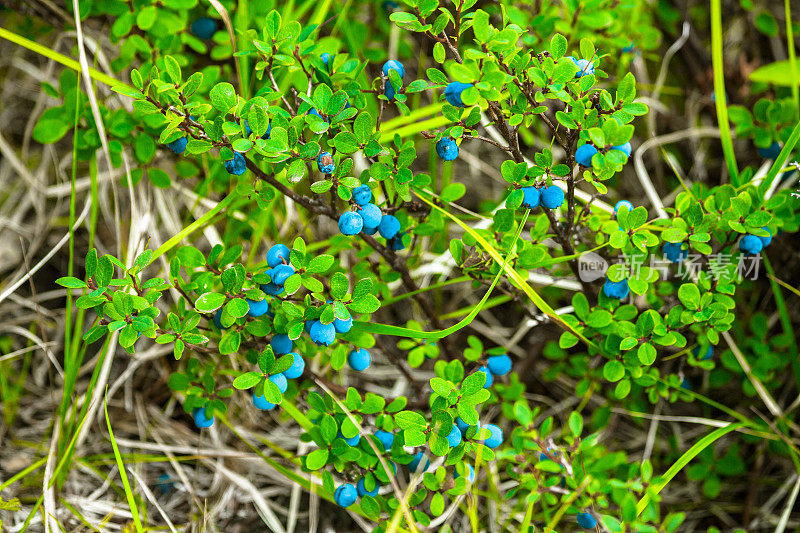 野生蓝莓