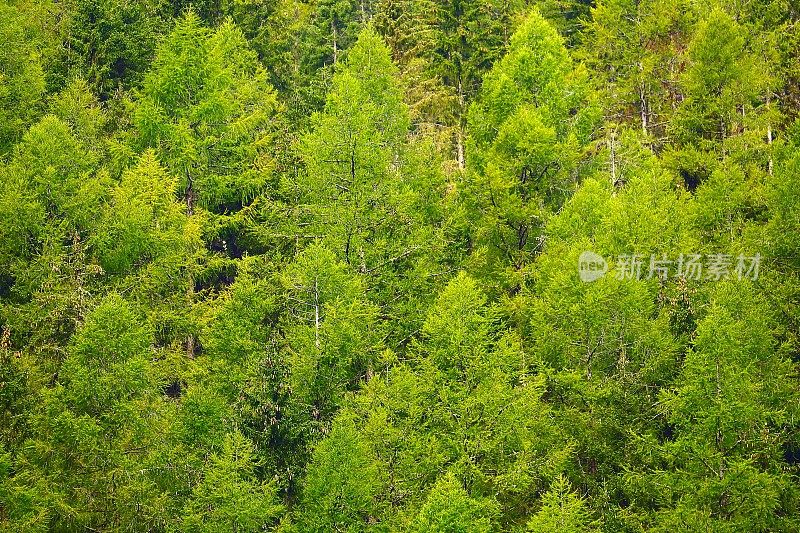 高山松林郁郁葱葱，森林格局背景——瑞士