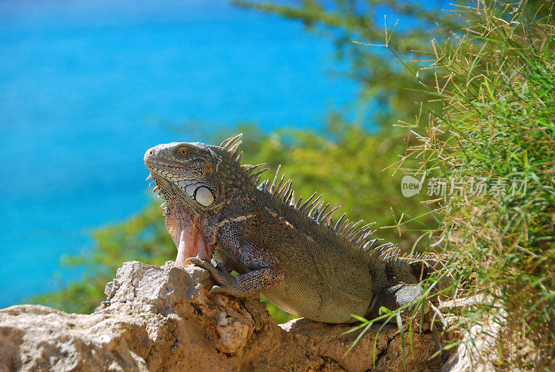 一只绿色鬣蜥躺在岩石上的侧视图