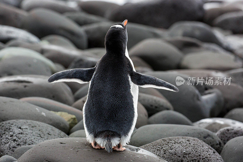 南极洲:企鹅岛上的巴布亚企鹅