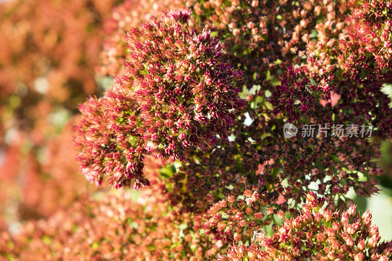 花落景天或石竹植物