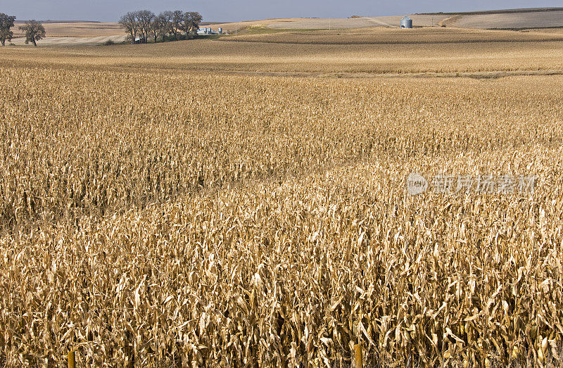 爱荷华州中部的玉米即将收获