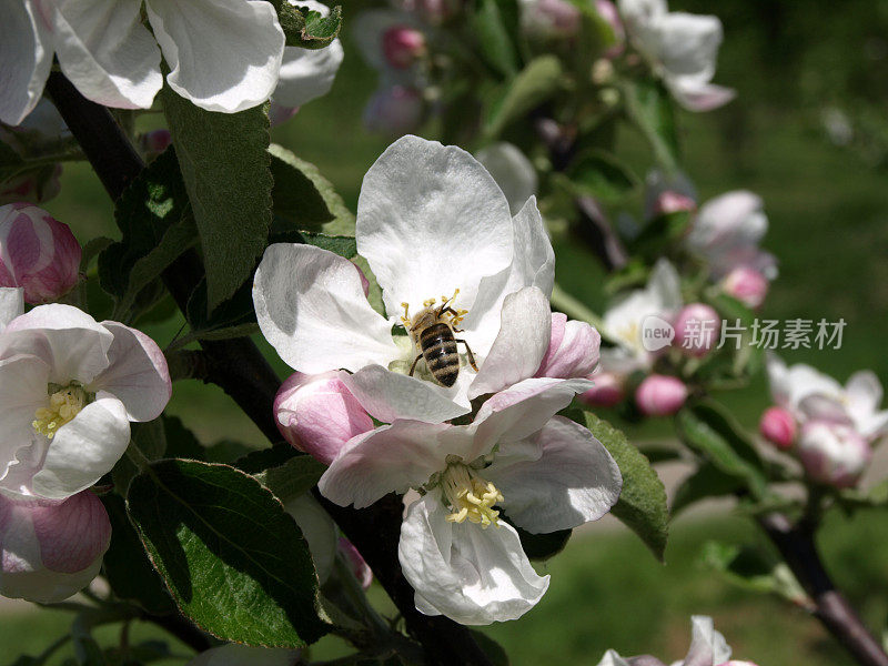 苹果树在春天开花，蜜蜂成群