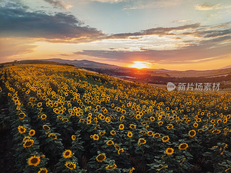 夕阳下的向日葵田