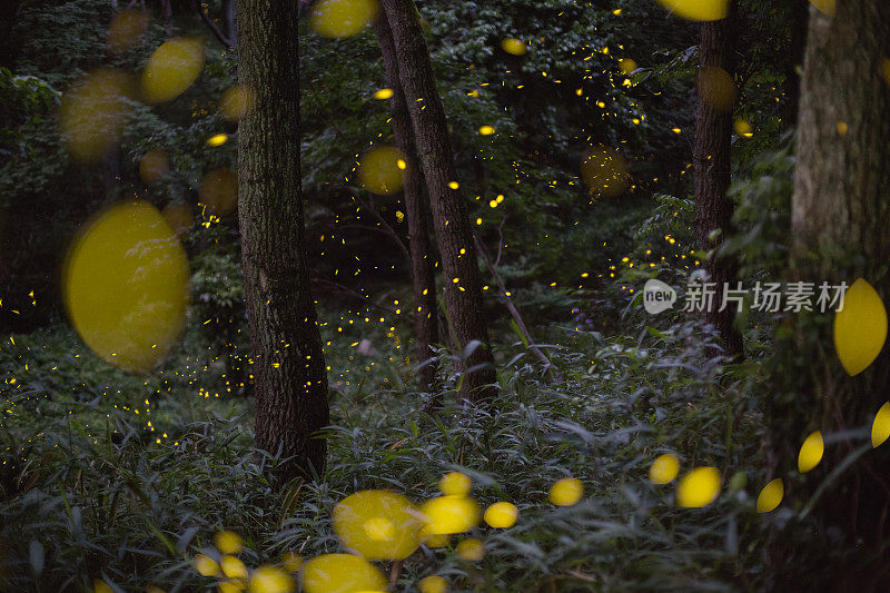 萤火虫夜间在森林里飞