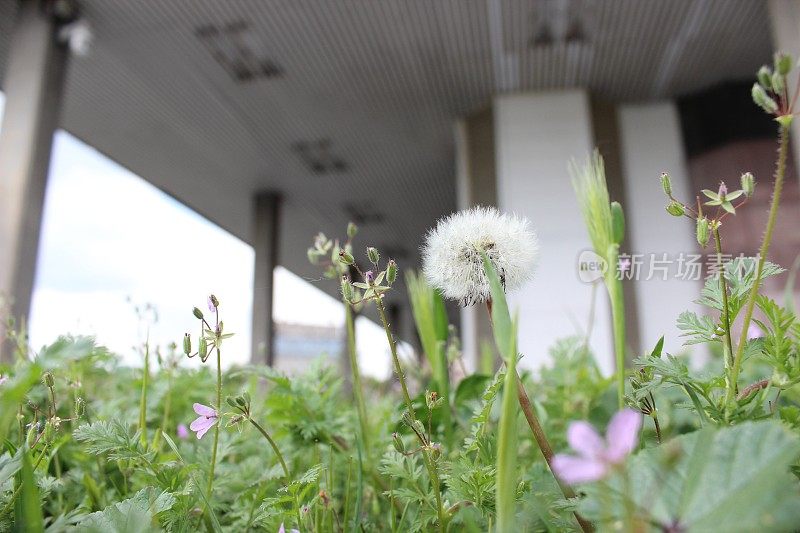 花浸