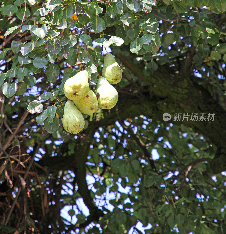 成熟的果树梨在特伦蒂诺中音阿迪