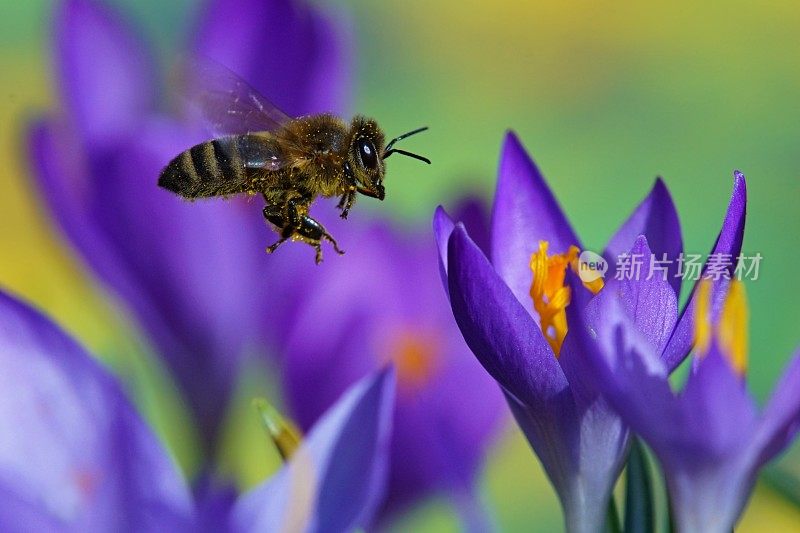 蜜蜂在磨粉