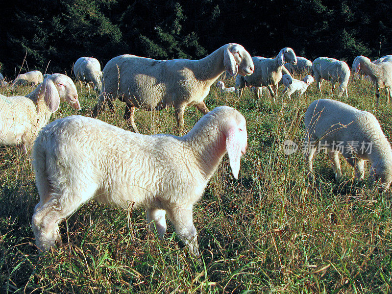 山上草地上一群羊的小羊羔