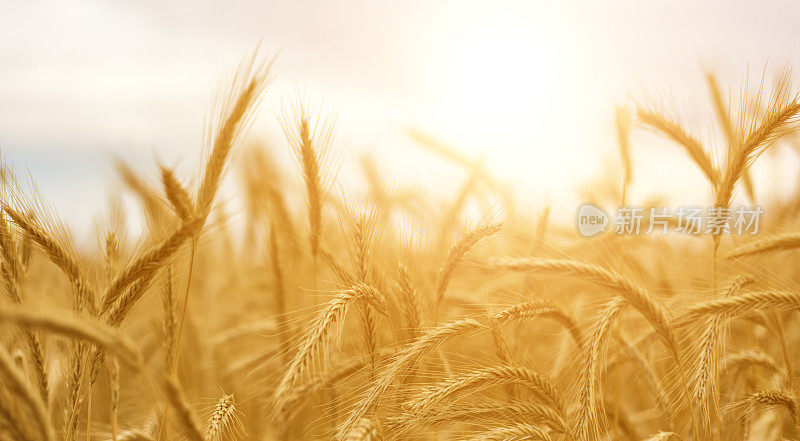 靠近金色的麦穗。美丽的自然日落景观。阳光下的乡村风光。