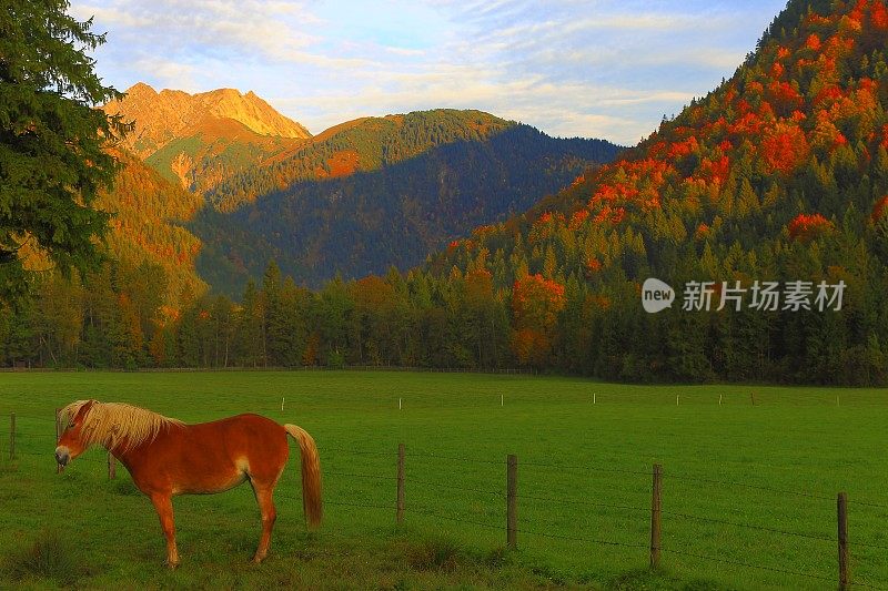 哈夫林格马-种马在阿尔卑斯景观附近的卡文德尔山脉和巴伐利亚阿尔卑斯山在德国-雄伟的高山景观在金色的秋天，戏剧性的蒂罗尔山全景和田园式的蒂罗尔草地，奥地利