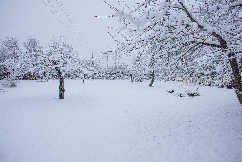 白雪皑皑的花园