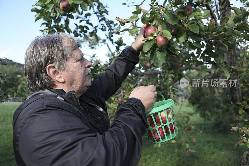 在加拿大魁北克省，一名男子正在果园里采摘苹果。