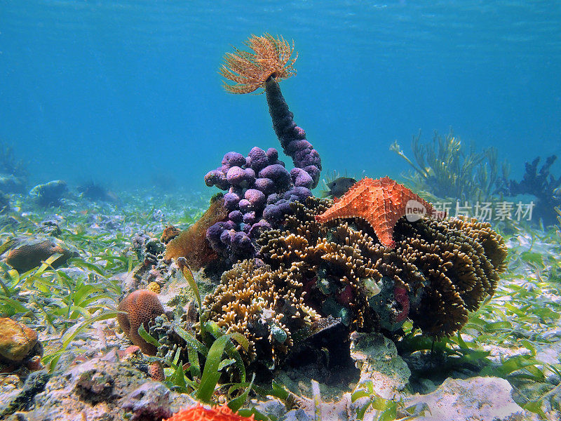 加勒比海水下丰富多彩的热带海洋生物