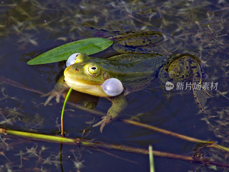 青蛙在沼泽