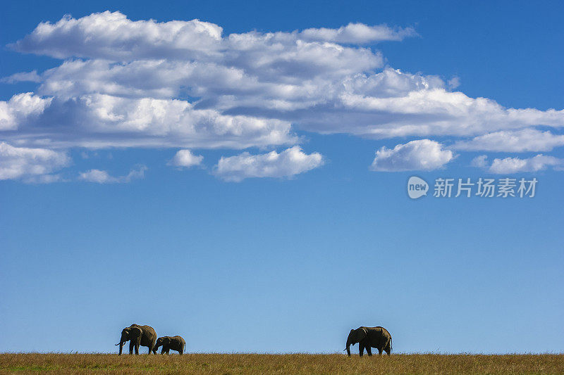 在云的背景下，野象在山脊上行走