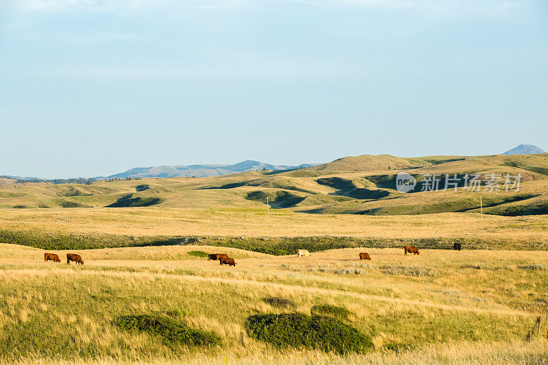 在蒙大拿风景优美的自然景观中，一小群牛在金色的大草原上吃草