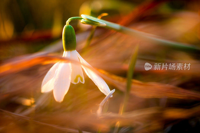 雪花莲