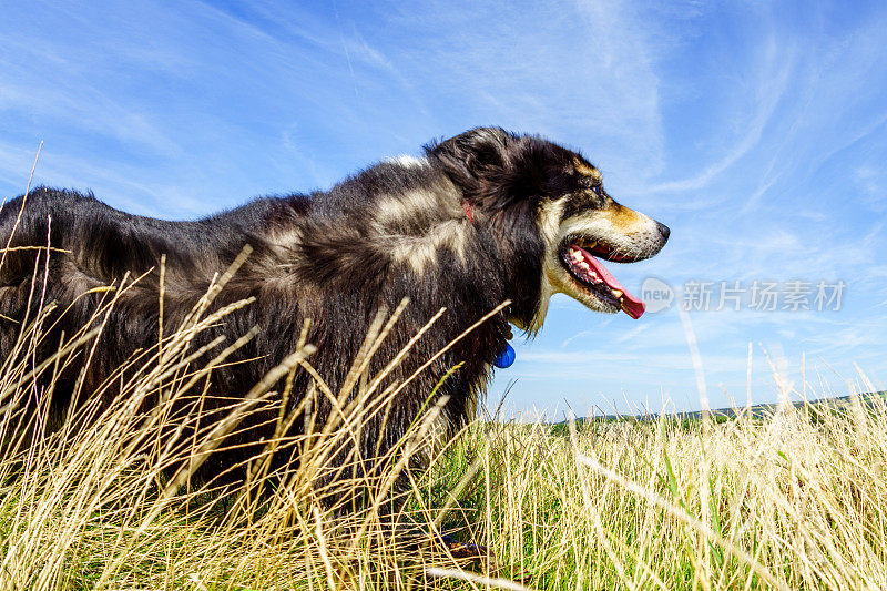 边境牧羊犬站在乡下