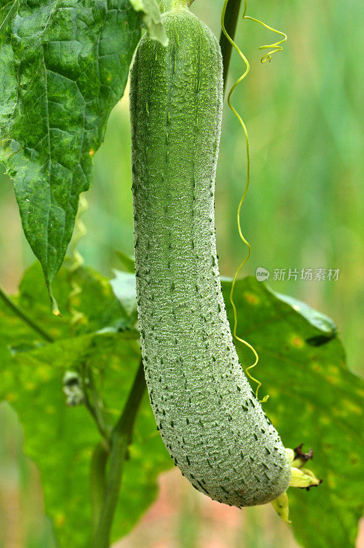 丝瓜葫芦植物