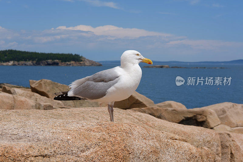 缅因州阿卡迪亚国家公园岩石上的海鸥