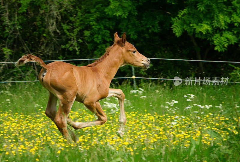 飞驰的小马驹-阿拉伯马-春天里可爱的小雌马