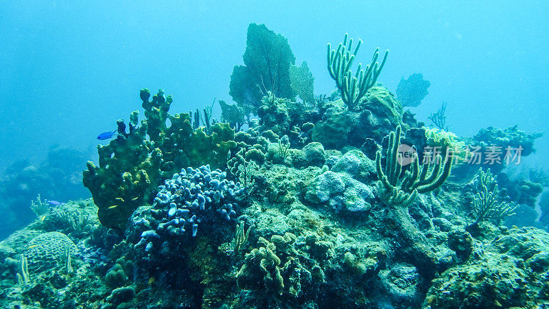 巴哈马群岛的水下珊瑚礁