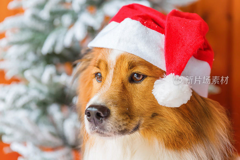 Elo狗在圣诞前装饰