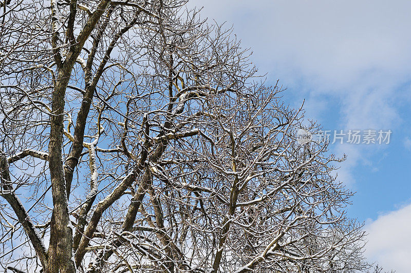 雪覆盖了树枝