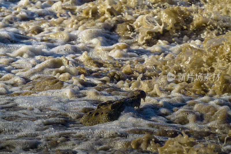 改变懒惰的钓鱼。格鲁米提河上的尼罗河鳄鱼。非洲坦桑尼亚