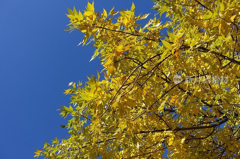 在秋天，宾夕法尼亚白蜡树的树枝在天空中