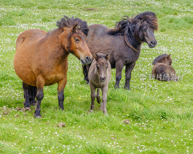 设得兰矮种马，一种起源于苏格兰设得兰群岛的矮种马。