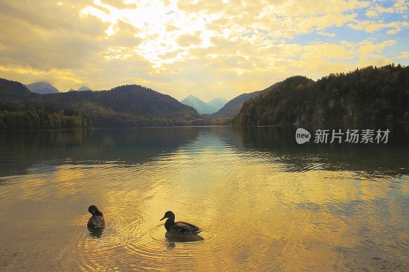 在德国巴伐利亚田园诗般的阿尔卑斯山上，金色的夕阳下，两只年轻的天鹅和阿尔普西湖