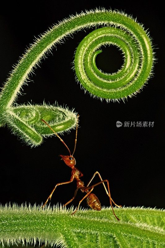 绿叶子上的蚂蚁和西葫芦的螺旋手。