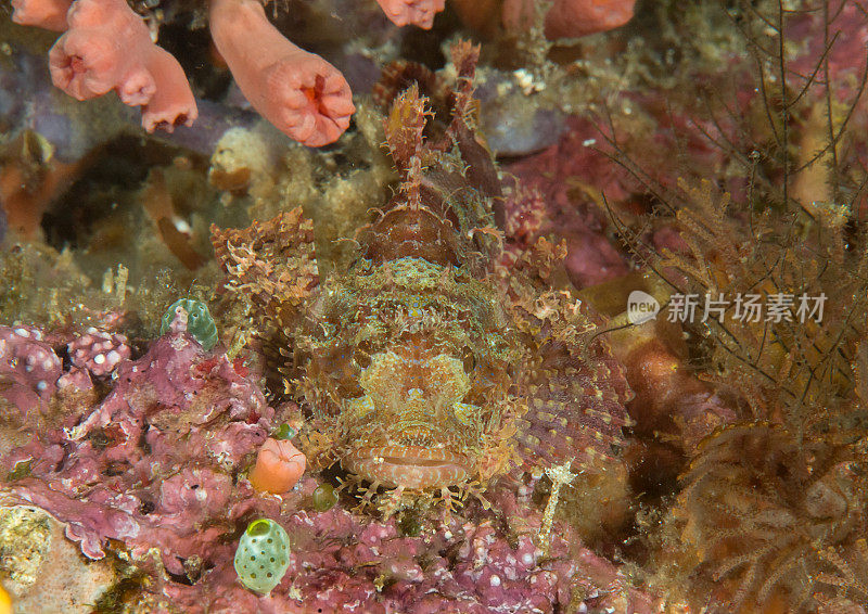 鬃蝎鱼在巴厘岛的珊瑚上伪装