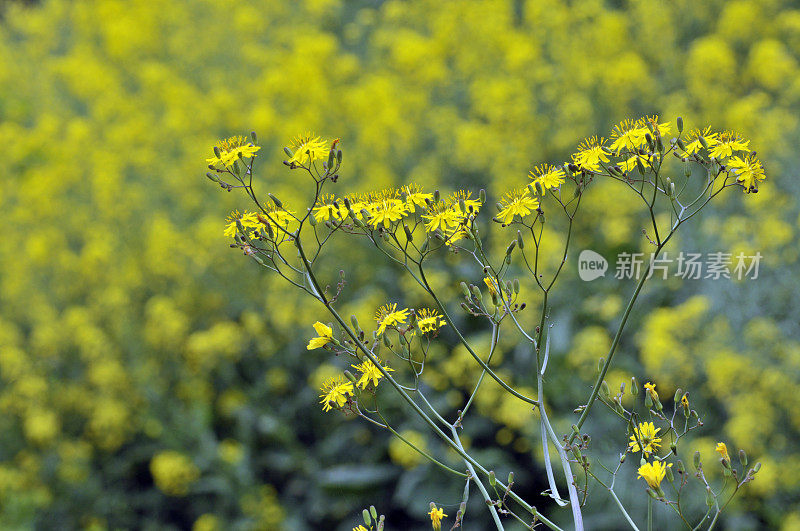 油菜花领域