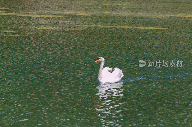 白天鹅在湖里游泳