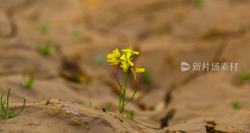 一朵美丽的黄色小花穿过柏油路的裂缝。