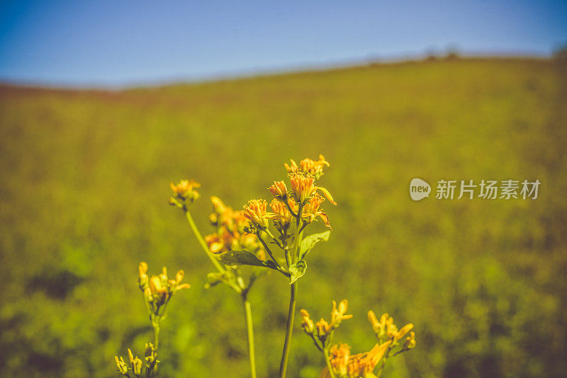 秋麒麟草属植物