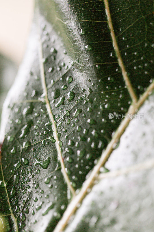 小提琴树叶无花果树叶与水滴