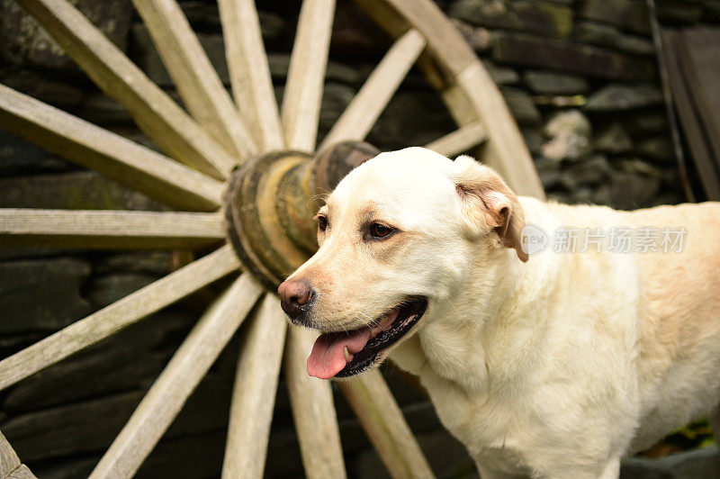 拉布拉多寻回犬和一个马车轮子