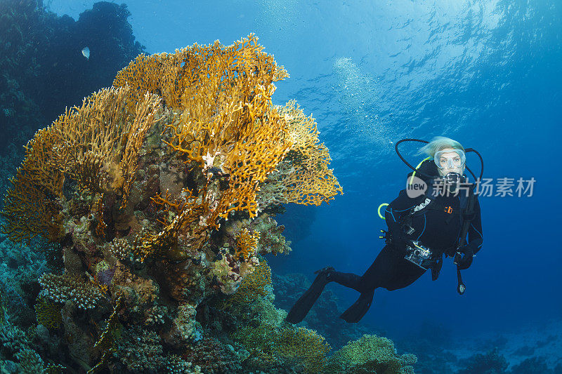 潜水员正在探索和享受珊瑚礁海洋生命运动妇女水下照片