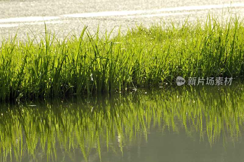 池塘边的街道