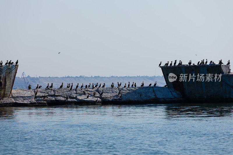 大鸬鹚正在防波堤上休息